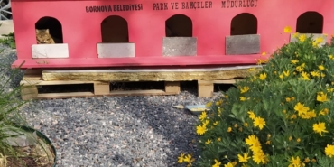 KEDİ EVLERİ YAPIYOR 2